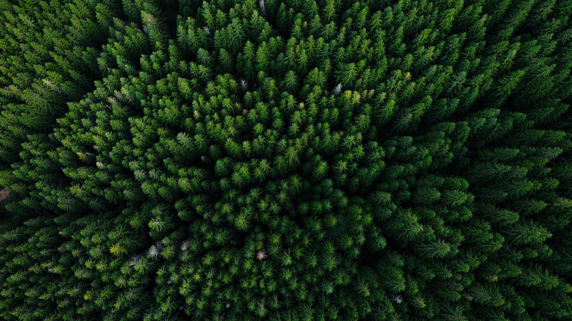 Aerial view of a dense, vibrant green coniferous forest, symbolizing nature and sustainability.
